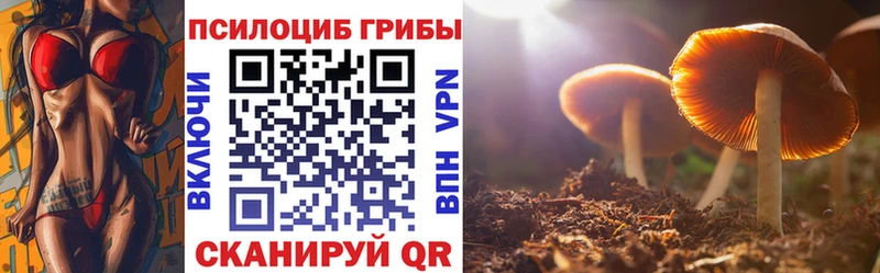 купить наркоту  omg как войти  Псилоцибиновые грибы Psilocybe  Балей 